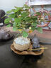 愛(ài)你一萬(wàn)年【悟空】黑神話(huà)禪意菩提樹(shù)盆栽帶果周邊手辦小盼菩提盆景桌面擺件 【黑悟空】蓮花盆+小盼菩提+苔蘚 曬單實(shí)拍圖