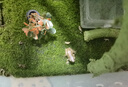 藍姥爺樹蛙活體爬寵旅行青蛙蝌蚪綠姥爺樹蛙 綠姥爺2-3cm 曬單實拍圖