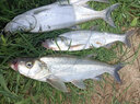 RIKIMARU 力丸 沉水包芯大力馬魚(yú)線 筏釣海釣路亞主線PE線防咬子線 12股熒光綠150m 2.5號(hào) 曬單實(shí)拍圖