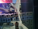 百因美（BIOZYM）魚(yú)缸過(guò)濾材料培菌硝化細菌屋水族過(guò)濾器濾材養魚(yú)納米細菌環(huán)陶瓷環(huán) 納米多邊形細菌屋大（10根） 曬單實(shí)拍圖