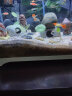 鹰涵鱼缸底砂鼠鱼沙雨林沙珊瑚沙水草沙水晶砂化妆沙黄金沙水族箱造景 黄金沙菊花黄（0.5-1毫米）5斤装 实拍图