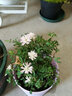 日本超微月季姬月季四季開(kāi)花新品種日本月季花庭院陽(yáng)臺花卉觀(guān)花植物盆栽帶葉辦公室花園盆栽 1盆日本姬月季帶花苞/2年苗 曬單實(shí)拍圖