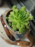 孫凱（SUNKAI）黃金萬(wàn)年草多肉植物易養護組合盆栽花卉綠植多肉 觀(guān)音蓮4-6cm 不含盆 曬單實(shí)拍圖