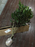 蘇兮花卉盆栽茶花苗南北方種植耐寒植物 茶花樹苗帶花苞當年長開花 金茶花 6年苗花苞爆滿 曬單實拍圖