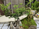 瀚林怡景（HANLINYIJING）清香木盆景植物老樁室內(nèi)綠植懸崖式造型山水假山樹樁胡椒木盆栽 山水石景 青香木 曬單實拍圖