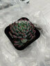 墨一（MOYI）多肉植物帶盆栽好發(fā)貨肉肉植物室內綠植多肉組合盆栽 桔紅色 藍蘋(píng)果多頭群生 裸根不帶土 曬單實(shí)拍圖