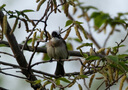 適馬（SIGMA）Sports運動版 全畫幅  單反 遠攝長焦 二手 長焦打鳥鏡頭 150-600mm F5-6.3 S版 佳能EF口 99新 曬單實拍圖