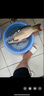 挺派打窩料快窩鯽魚(yú)谷麥玉米鯉魚(yú)窩料爆炸鉤餌自制配方釣魚(yú)打底底窩料 即用底窩(鯽鯉草青鳊 全水域通用)900G 曬單實(shí)拍圖