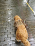 出眾者狗狗自背包大型犬自馱包狗狗書(shū)包金毛德牧便攜寵物胸背帶牽引繩 棕色（單件胸背帶） L（建議體重40-80斤） 曬單實(shí)拍圖