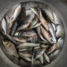 朝宇溪流釣裝備走釣腰包腰盒餌料盒面筋餌料窩料專用野釣拉餌盒 盒【藍(lán)色】側(cè)包+面筋餌+1.5魚護(hù) 曬單實(shí)拍圖