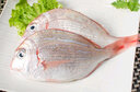 海鮮頌[東山館] 生態(tài)養(yǎng)殖鯛魚 金對鯛 真鯛 黑包公 金頭鯛 1.2-1.9斤/條 曬單實(shí)拍圖