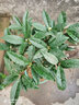 亞招 桂花苗 嫁接桂花樹(shù)苗 桂花盆栽 地栽苗 曬單實(shí)拍圖