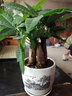 泰西絲發(fā)財樹(shù)盆栽室內客廳桌面綠植小盆景大發(fā)財樹(shù)苗樹(shù)植物辦公室小盆栽 陶瓷海闊天空+三桿發(fā)財樹(shù) 曬單實(shí)拍圖