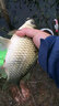 捍太郎長桿牽龍細傳統(tǒng)釣魚竿超輕超硬長節(jié)手竿釣竿大物桿打窩桿炮竿 捍太郎 牽龍至輕8米+前二節(jié)+桿包+禮品 曬單實拍圖
