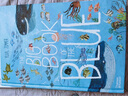 自然科普藝術(shù)繪本 海洋大書(shū)The Big Book of Blue百花大繪本英文原版兒童海洋動(dòng)物科普讀 精美圖畫(huà)書(shū) 曬單實(shí)拍圖