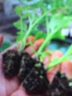 鳳鳴雅世青梗菜籽春季種子小油菜盆栽蔬菜籽四季播上海青菜種子春季菜籽  冬先青梗油菜種子10克 曬單實(shí)拍圖