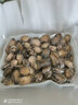 海鮮冷凍小鮑魚肉鮮活去殼凈肉深海鮑魚 1斤(80-100粒) 曬單實拍圖