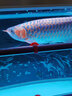 馬印神燈金龍魚燈魚缸潛水燈LED防水紅龍增艷三基色水族發(fā)色燈固色燈 金龍紅龍發(fā)色燈13000K白燈142CM65W 曬單實拍圖