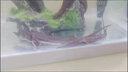 鱘魚苗淡水養(yǎng)殖大型冷水魚可食用中華觀賞魚缸清潔批發(fā)鱘魚魚苗 優(yōu)質(zhì)鱘魚苗10-13厘米10條 曬單實拍圖