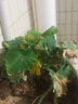大禹爬滿(mǎn)地黃瓜種子苗帶土秧苗秋冬季無(wú)架不搭架水果小青瓜四季陽(yáng)臺 爬滿(mǎn)地黃瓜苗 5棵 曬單實(shí)拍圖