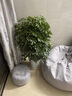 瑰瑋送貨上門(mén)辮子發(fā)財樹(shù)大型綠植室內花卉家居盆栽辦公室客廳開(kāi)業(yè)喬遷 鴨腳木約80-1米 不含盆 曬單實(shí)拍圖