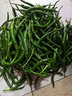 蜜鈺鮮正宗湖南邵陽新鮮青椒辣蔬菜農(nóng)家特產(chǎn)當季青椒薄皮中特辣現(xiàn) 5斤 曬單實拍圖