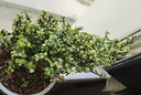 家中有果桌面花卉綠植盆栽 造型盆景 金枝玉葉  多肉植物盆景 竹葉陶瓷盆含金枝玉葉 不含盆 曬單實拍圖