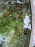 欣錦寵錦鯉活體日本純種昭和白寫觀賞魚(yú)進(jìn)口精品錦鯉活魚(yú)淡水魚(yú)苗冷水魚(yú) 秋翠錦鯉 12-14cm 曬單實(shí)拍圖
