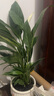 白掌一帆風(fēng)順盆栽室內(nèi)綠植教室植物盆栽吸水盆栽植物室內(nèi)凈化空氣 白掌【送高檔陶瓷盆郁金香款 曬單實(shí)拍圖
