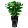 花行榜萬年青盆栽大型綠植花卉喬遷暖房 萬年青50-60cm螺紋白盆源頭直發(fā) 曬單實(shí)拍圖
