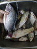 鼎立（DINGLI） 魚(yú)袋網(wǎng)袋膠絲網(wǎng)袋裝魚(yú)網(wǎng)袋漁網(wǎng)兜密眼裝魚(yú)網(wǎng)魚(yú)袋子簍釣魚(yú)捕魚(yú)袋 魚(yú)袋【40cm×40cm】10個(gè) 曬單實(shí)拍圖