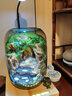 丘辰青苔蘚微景觀生態(tài)瓶DIY辦公室內(nèi)養(yǎng)魚綠植盆栽桌面造景觀植物禮物 天水間 曬單實拍圖