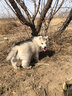 京狼圖騰雙血統(tǒng)賽級哈士奇幼犬中型犬西伯利亞雪橇犬幼犬狗狗活體寵物狗 賽級 1 曬單實拍圖