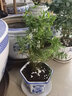秋穎米竹盆栽盆景植物四季常綠驅(qū)蚊竹造景竹微景觀盆景竹小葉米竹盆栽 25根苗帶土球發(fā)貨（不含盆） 曬單實(shí)拍圖