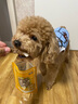 寵星記 寵物衣服 中小型犬貓 可愛卡通背心 冬季居家防飄毛 泰迪比熊 淺藍(lán)背帶 大號XL碼 胸圍42-46cm 曬單實拍圖