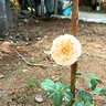 爬藤月季特大季盆栽地載花苗庭院藤本植物歐月薔薇玫瑰果汁陽臺藍色風暴粉龍 真宙【不爬藤】 曬單實拍圖