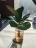 開(kāi)時(shí)果 水培植物辦公室內桌面盆栽 水養綠蘿水生花植物綠植源頭直發(fā)包郵 琴葉榕（含玻璃瓶+竹托） （加贈 營(yíng)養液） 曬單實(shí)拍圖