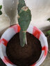 御春閣盆栽仙人掌苗 觀(guān)賞盆栽型 室內盆栽花卉 可嫁接植物 帶根發(fā)貨 一顆4片帶根 曬單實(shí)拍圖