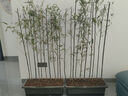 觀(guān)賞竹子苗青竹庭院圍墻觀(guān)賞植物綠化苗青竹苗庭院竹子苗庭院綠籬盆栽青竹樹(shù)苗 紫竹0.8-1cm10棵 130CM-180CM 曬單實(shí)拍圖