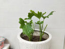 春羽綠植物盆栽衛生間浴室植物客廳喜培盆景花卉z5 兩盆春羽原盆 含盆 曬單實(shí)拍圖