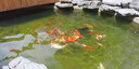 大拇指錦鯉專(zhuān)用飼料魚(yú)食魚(yú)糧通用 大包裝金魚(yú)料顆粒飼料觀(guān)賞魚(yú)糧高蛋白 5斤【上浮/育成】約6mm 曬單實(shí)拍圖