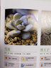 家庭種花養(yǎng)花鑒賞圖鑒認(rèn)識常見花草植物花卉書籍一花一世界一草一天堂身邊花草樹木速查圖鑒 多肉植物完全圖鑒 定價49.8 曬單實(shí)拍圖