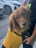 HDIRXG狗狗衣服秋冬金毛中型犬犬寵物邊牧大狗拉布拉多四腳衛衣冬 姜黃撞色四腳衣 4XL(30-40斤) 曬單實(shí)拍圖