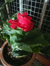 雅卉重瓣麗格海棠玫瑰海棠花盆栽帶花發(fā)貨客廳臥室陽(yáng)臺(tái)花卉盆栽四季開 玫瑰海棠(紅色) 不含盆 曬單實(shí)拍圖