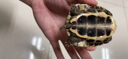 御聚源發(fā)財龜越南石金龜純種黃金龜龜苗石龜苗觀(guān)賞龜石金龜苗種活體異寵 7-8厘 曬單實(shí)拍圖
