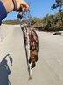 科邁雷路亞餌顫沉米諾釣魚(yú)餌鱸魚(yú)翹嘴遠投仿真擬餌 18g馬口色 曬單實(shí)拍圖