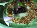 異景園魚缸造景陶罐魚躲避屋產(chǎn)卵洞鯛罐蝦屋洞蝦窩異型魚繁殖罐套餐擺件 ZS317四孔大樹干 曬單實(shí)拍圖