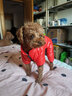 ISPET狗狗四腳羽絨服柴犬泰迪衣服秋冬裝中小型犬加厚保暖安德烈 粉色-四腳 M （合適4-6斤） 曬單實(shí)拍圖