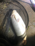 二次元 魚竿臺釣竿高碳超硬碳素釣魚竿裸素手竿黑棍28調(diào)魚桿漁具綜合野釣黑坑湖庫竿草魚鯉魚竿 7.2米單竿 曬單實(shí)拍圖