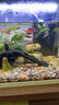 森悠冷水觀(guān)賞魚(yú)長(cháng)鰭長(cháng)尾熒光蝶翼斑馬魚(yú)大號好養練手 綠翡翠蝶翼斑馬3-5cm4條 曬單實(shí)拍圖